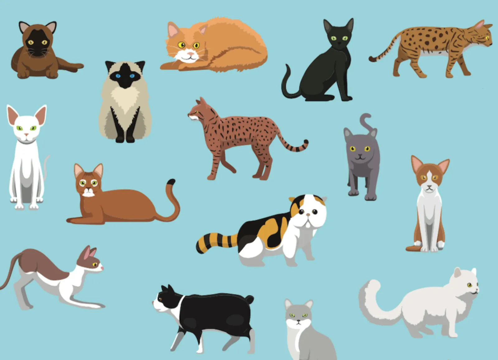 Analysing cat and dog popularity based on attributes in their photos